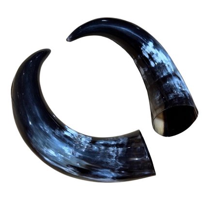 Polished Cow Horn