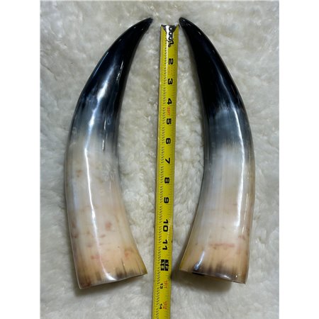 Polished Cow Horn