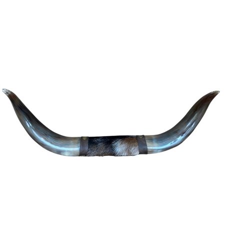 Mounted Polished Cow Horn