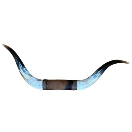 Mounted Polished Cow Horn