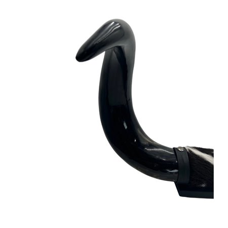 Mounted Polished Cow Horn