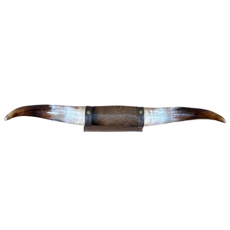 Mounted Polished Cow Horn