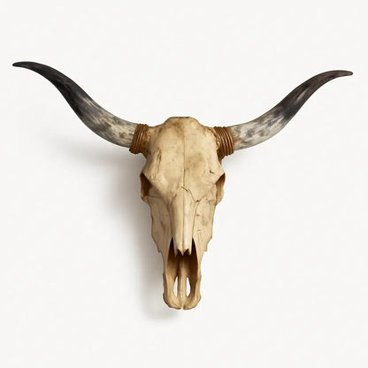 Authentic Texas Longhorn Skull | Real Bone with High-Polish Curved Horns – 4 ft Horn Span