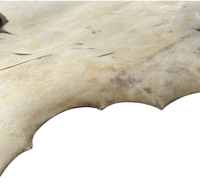 Bison Rawhide Drumhead Leather - Crafting Use - Second Grade - Authentic Certificate