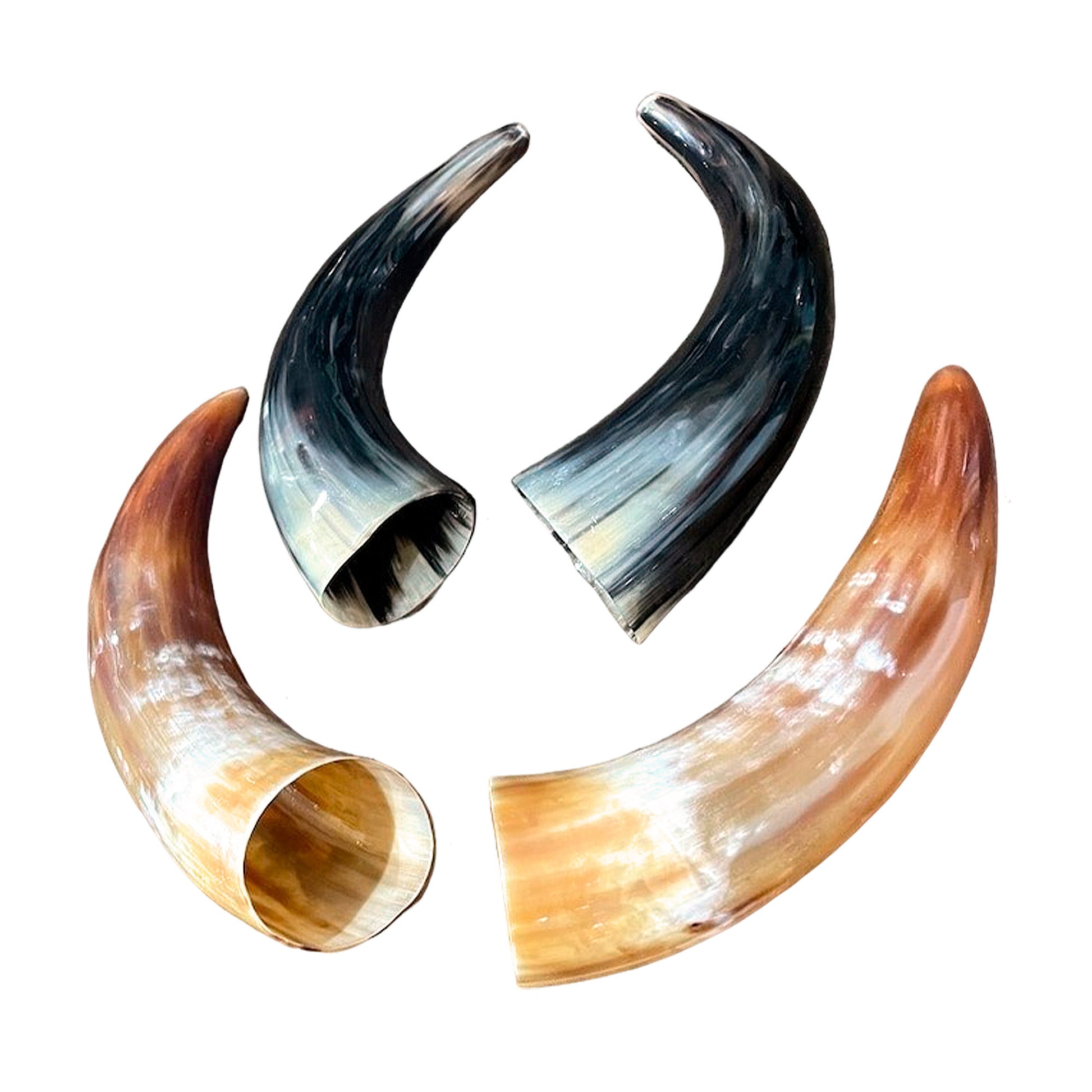 Polished Cow Drinking Horn - Authentic & Handcrafted