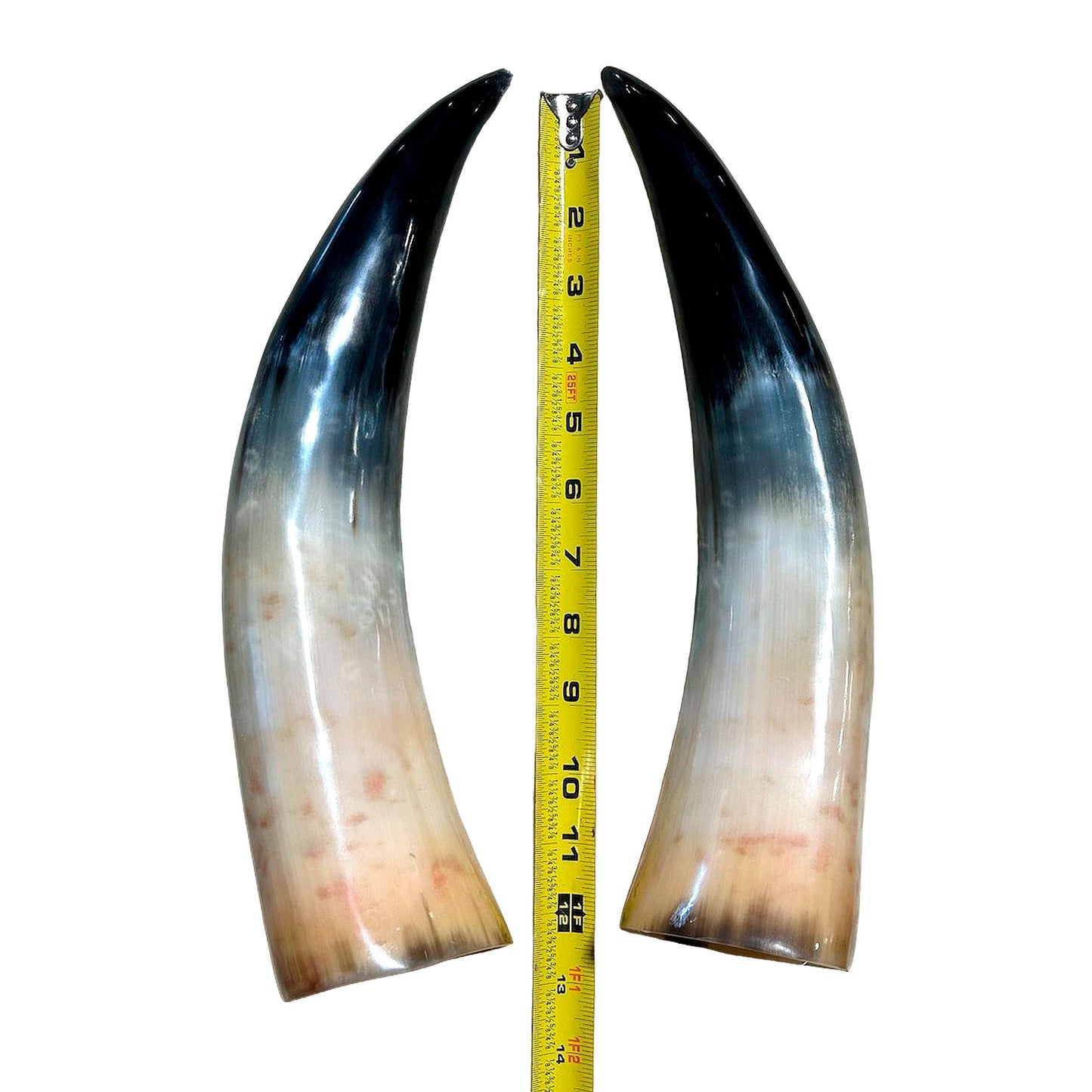 Polished Cow Drinking Horn - Authentic & Handcrafted