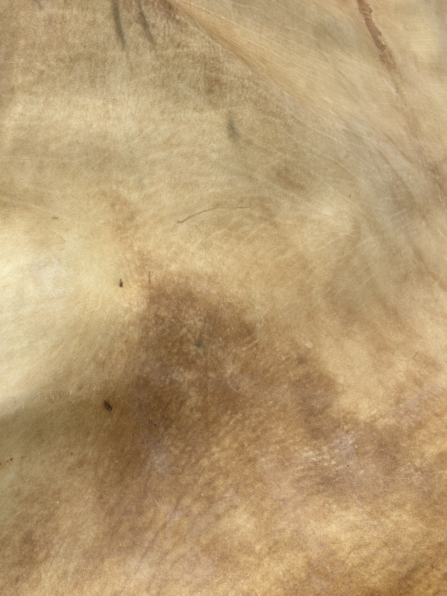 Bison Rawhide Drumhead Leather - Crafting Use - Second Grade - Authentic Certificate