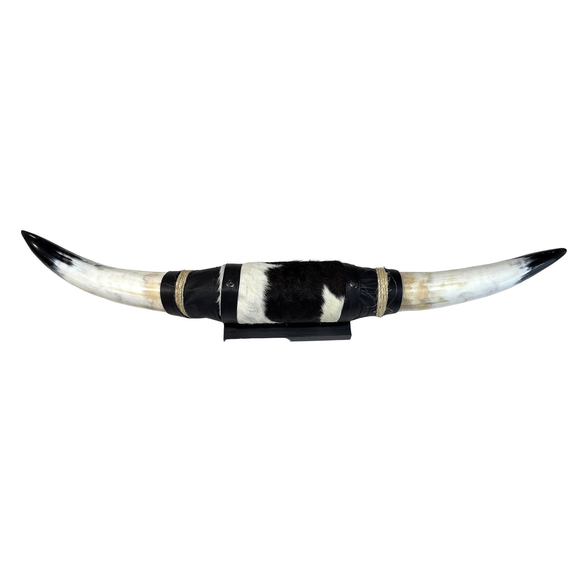Mounted Polished Cow Horn 3ft - Rustic Elegance & Western Charm