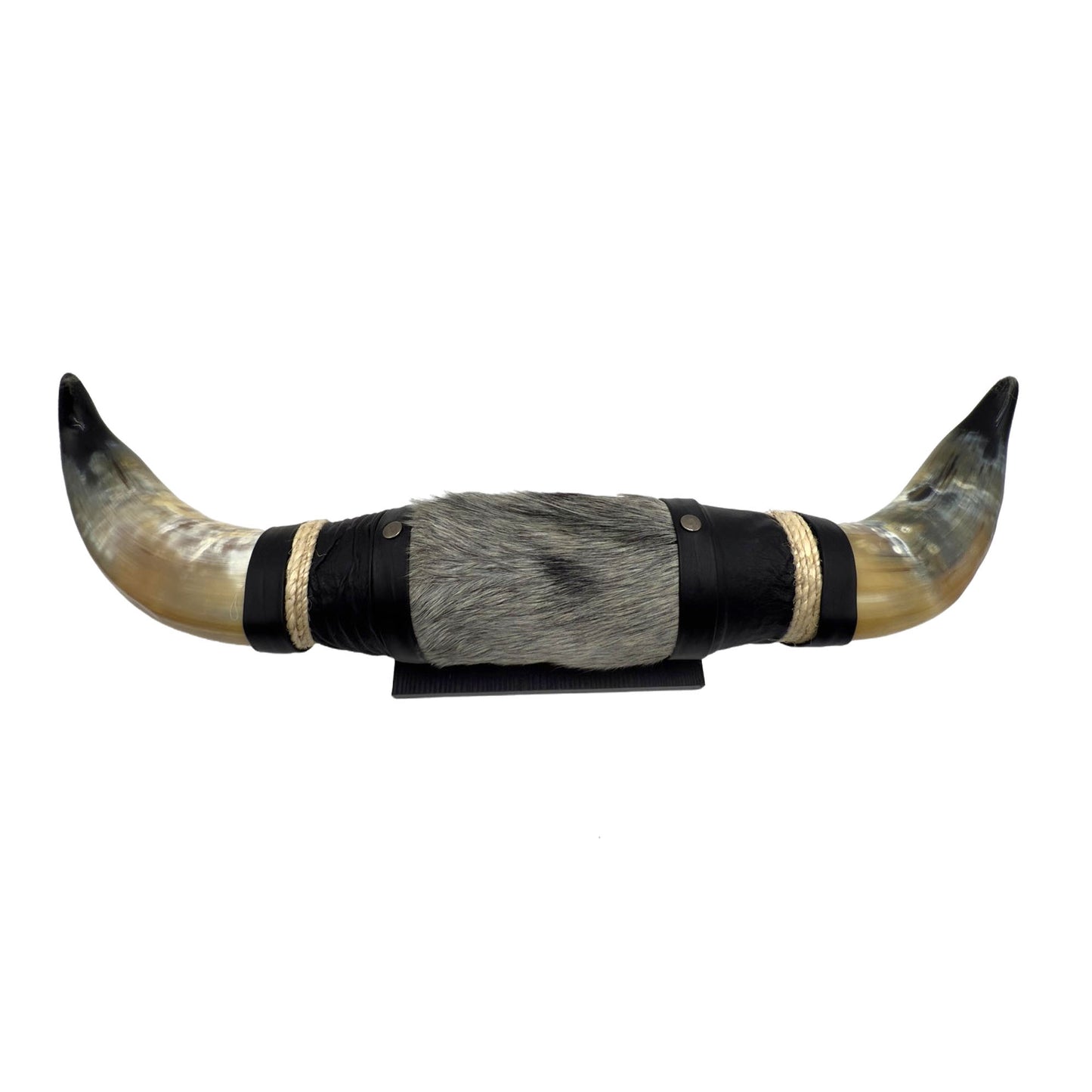 Mounted Polished Cow Horn 3ft - Rustic Elegance & Western Charm