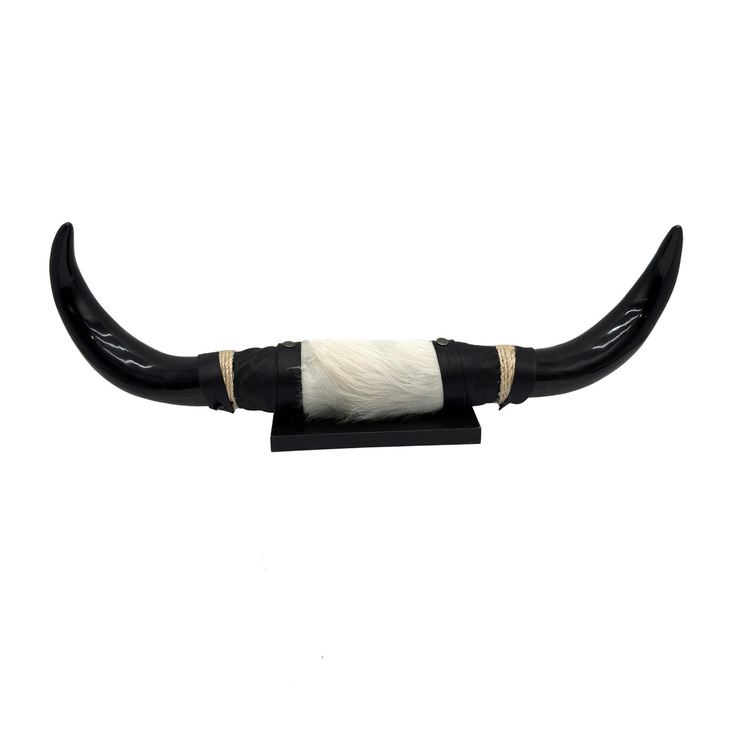 Mounted Polished Cow Horn 3ft - Rustic Elegance & Western Charm