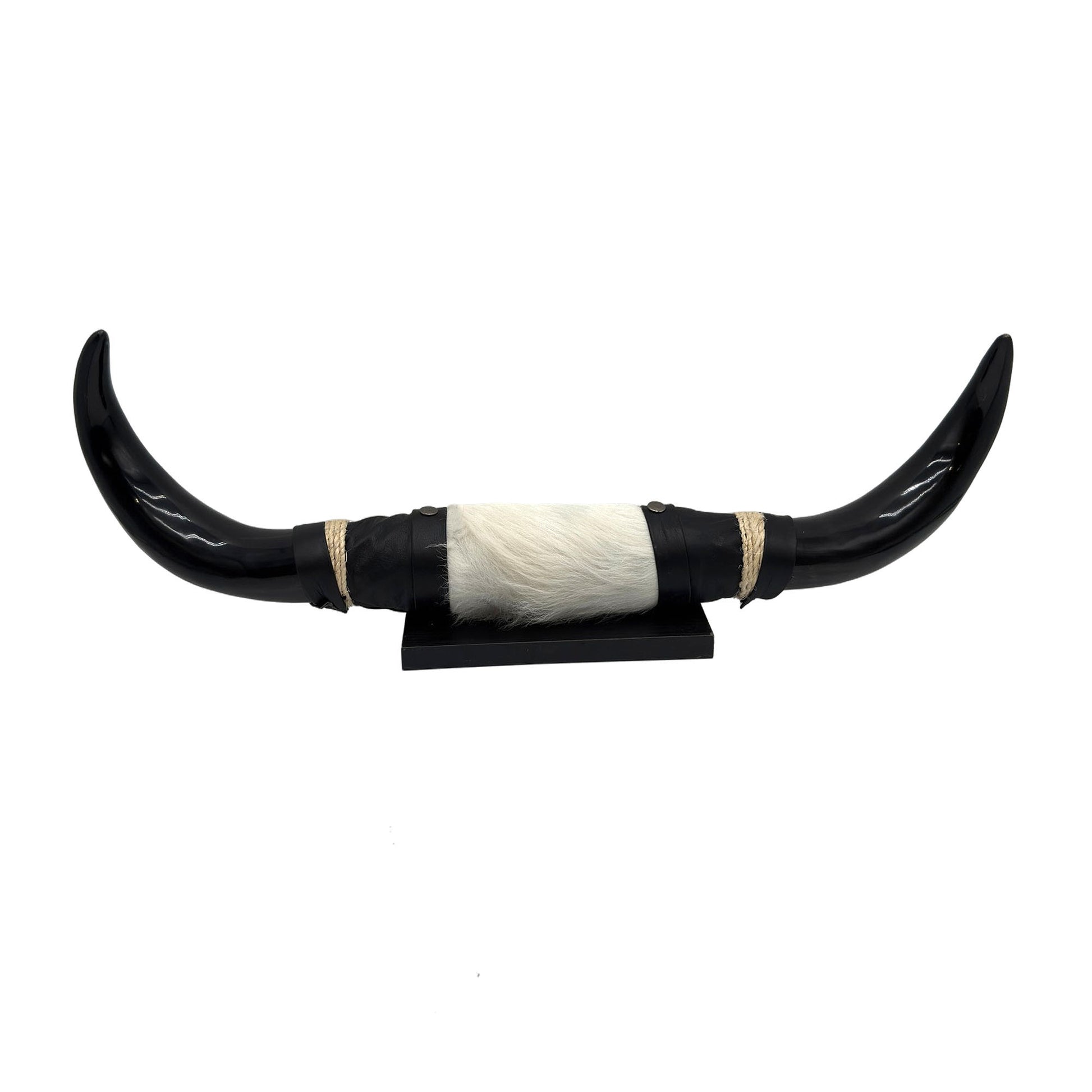 Mounted Polished Cow Horn 3ft - Rustic Elegance & Western Charm