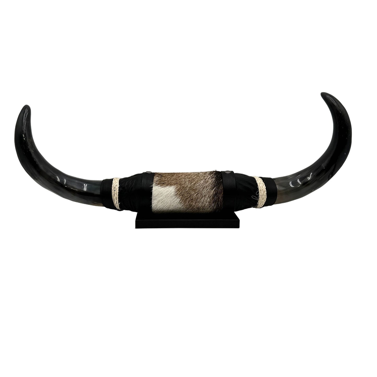 Mounted Polished Cow Horn 3ft - Rustic Elegance & Western Charm