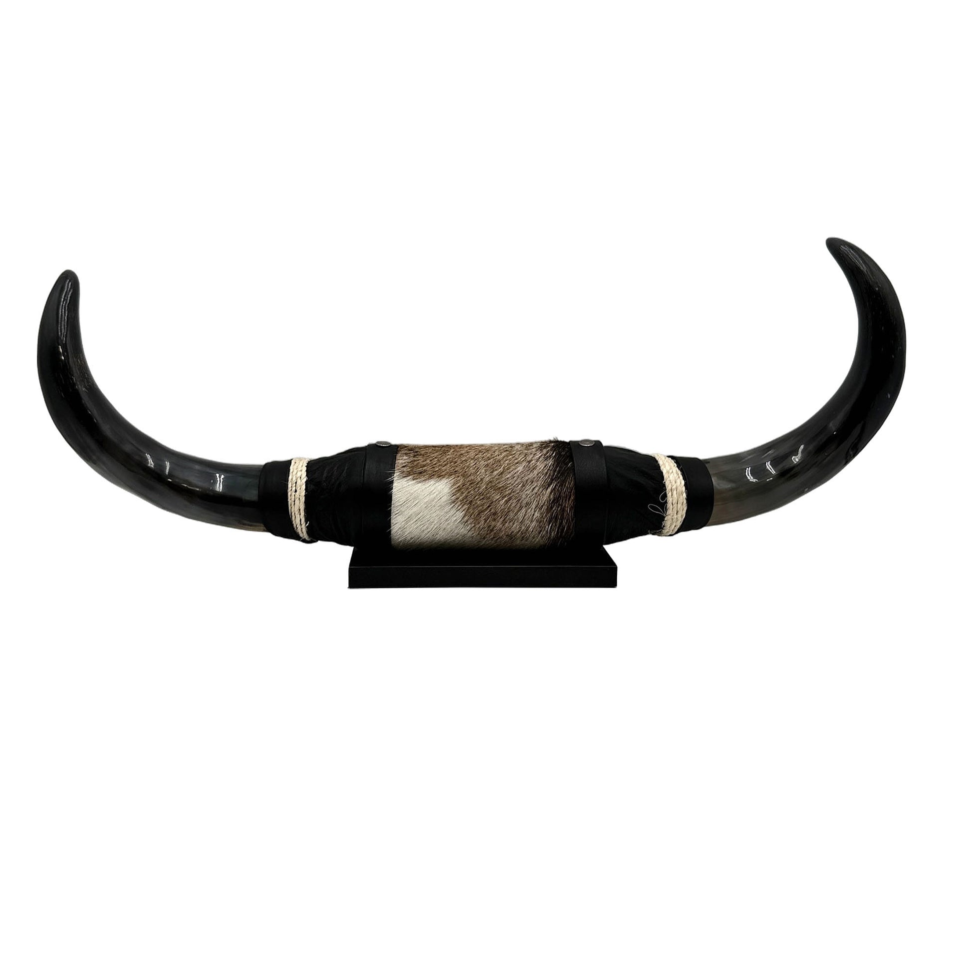 Mounted Polished Cow Horn 3ft - Rustic Elegance & Western Charm