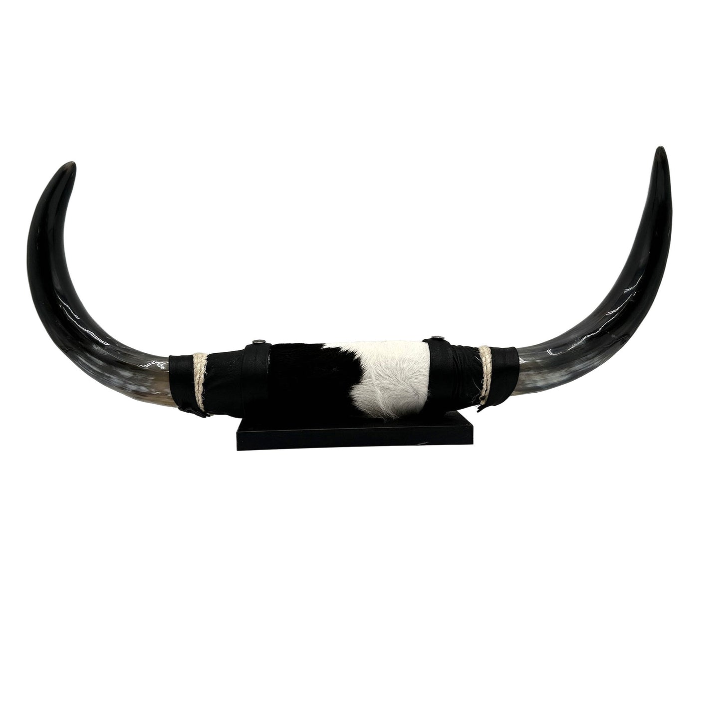 Mounted Polished Cow Horn 3ft - Rustic Elegance & Western Charm