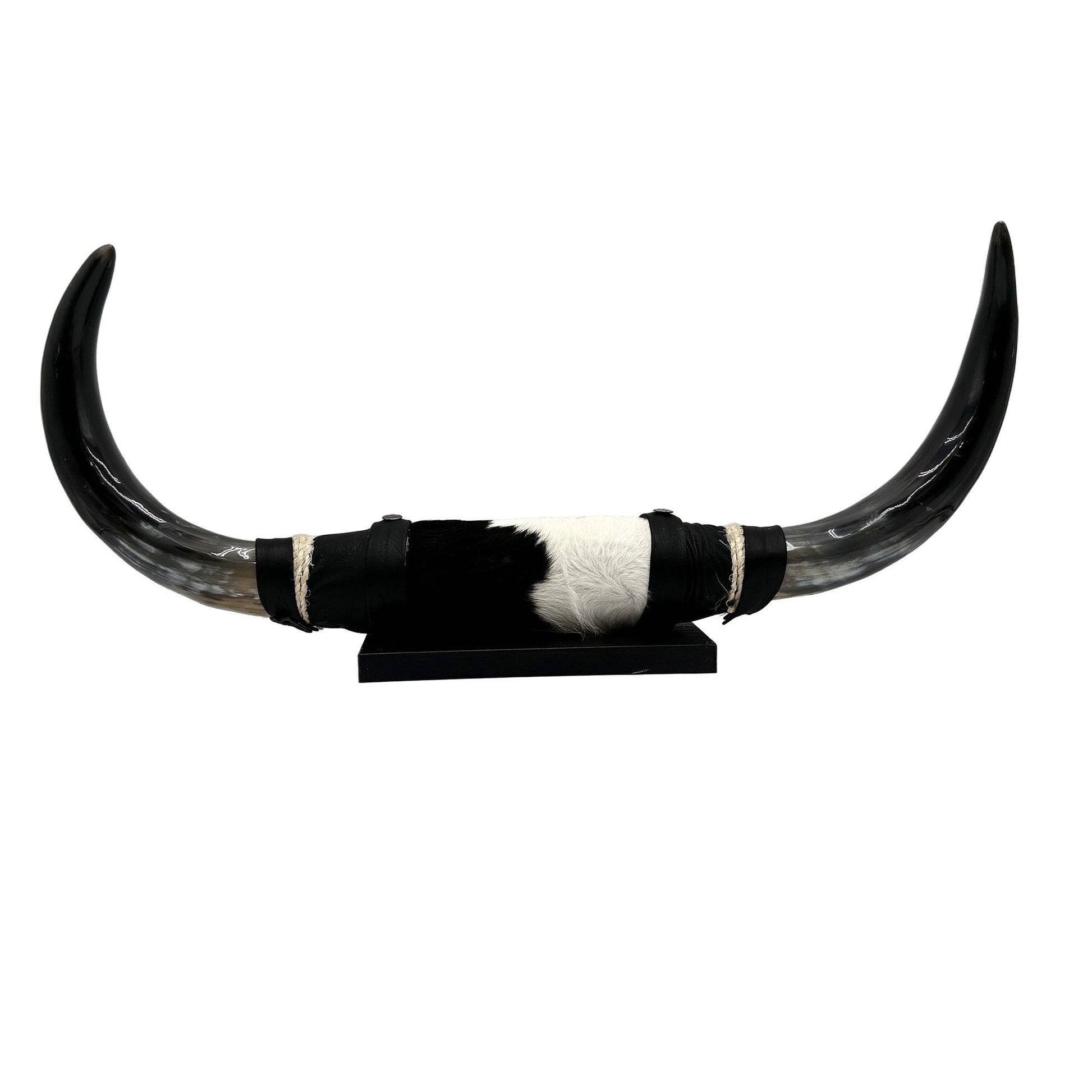 Mounted Polished Cow Horn 3ft - Rustic Elegance & Western Charm