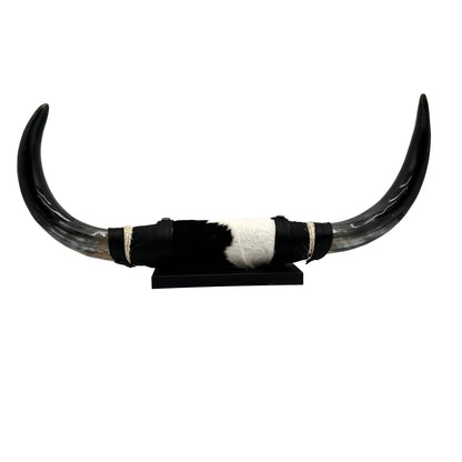 Mounted Polished Cow Horn 3ft - Rustic Elegance & Western Charm