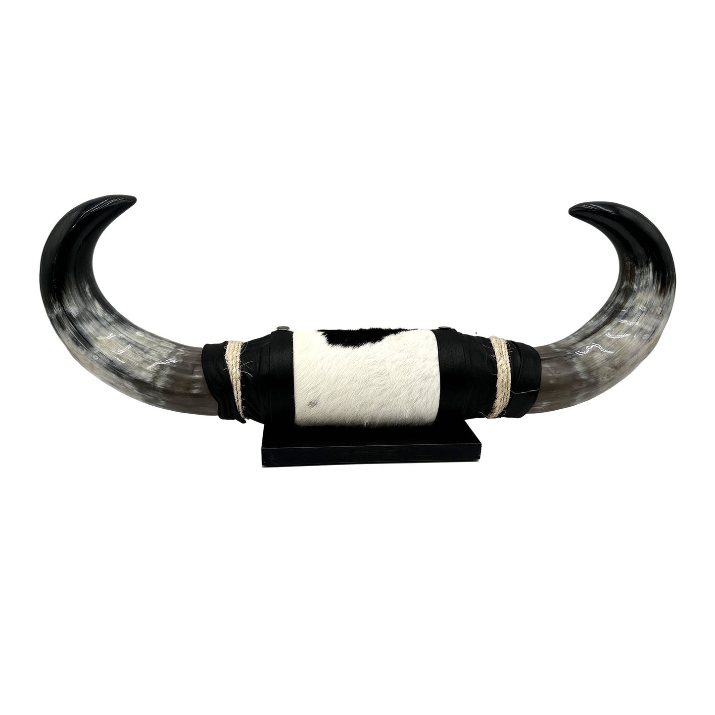 Mounted Polished Cow Horn 3ft - Rustic Elegance & Western Charm