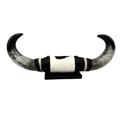 Mounted Polished Cow Horn 3ft - Rustic Elegance & Western Charm