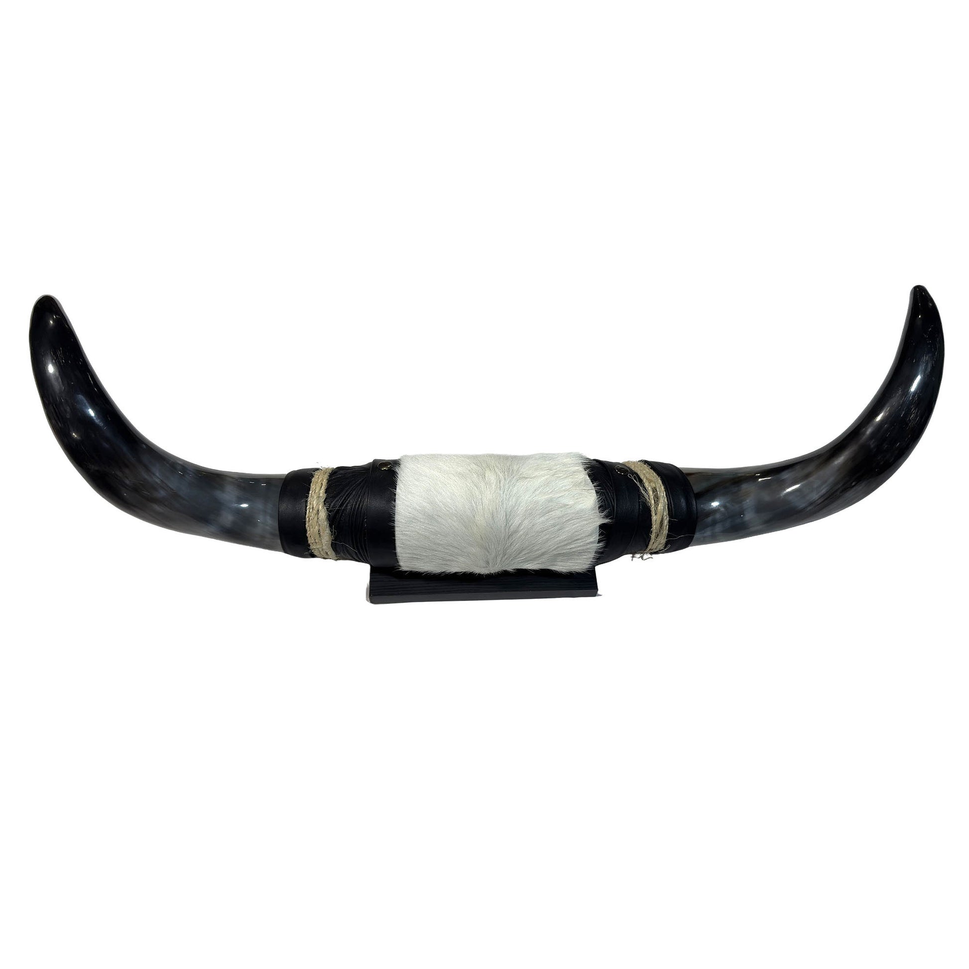 Mounted Polished Cow Horn 3ft - Rustic Elegance & Western Charm