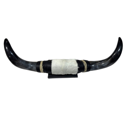 Mounted Polished Cow Horn 3ft - Rustic Elegance & Western Charm