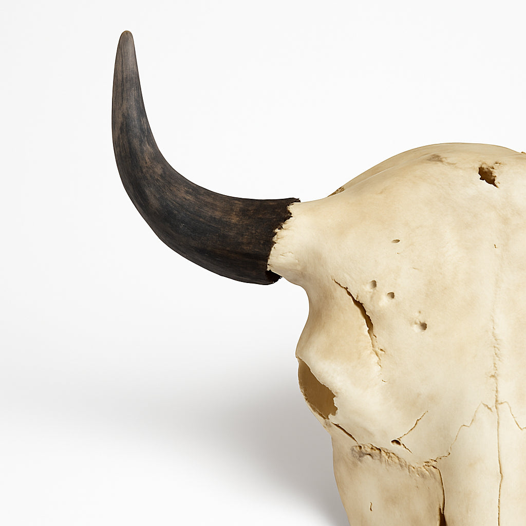 American Bison Skull | Authentic Weathered Bone & Natural Dark Horns – Approx. 2 feet.