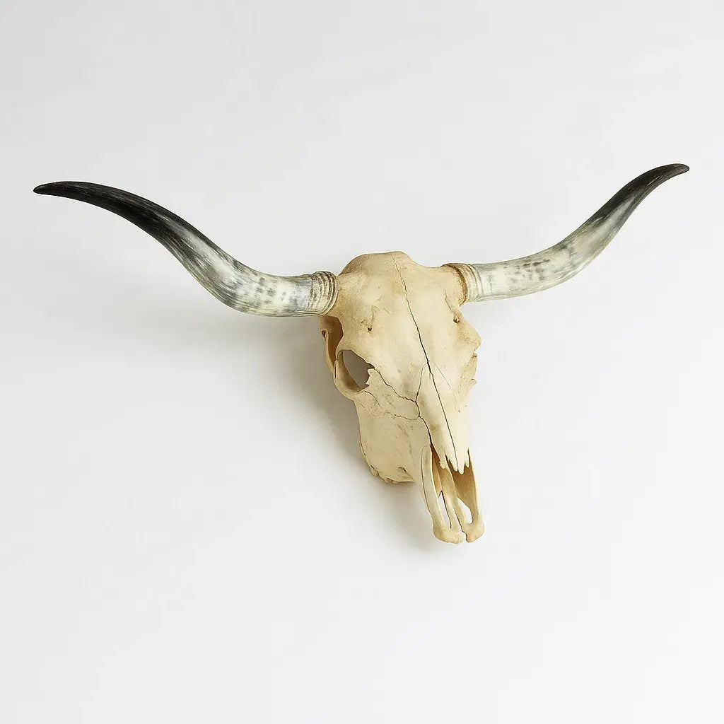 Authentic Texas Longhorn Skull | Real Bone with High-Polish Curved Horns – 4 ft Horn Span