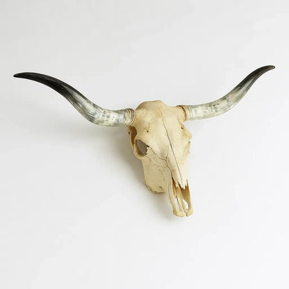 Authentic Texas Longhorn Skull | Real Bone with High-Polish Curved Horns – 4 ft Horn Span