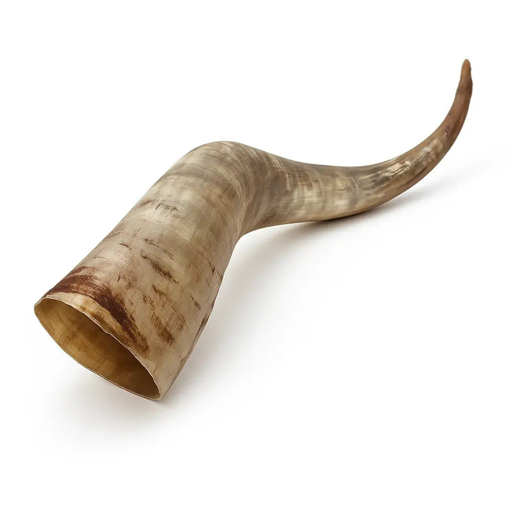 Natural Unpolished Longhorn | Raw Decorative Display Horn – 24" to 30" Inches