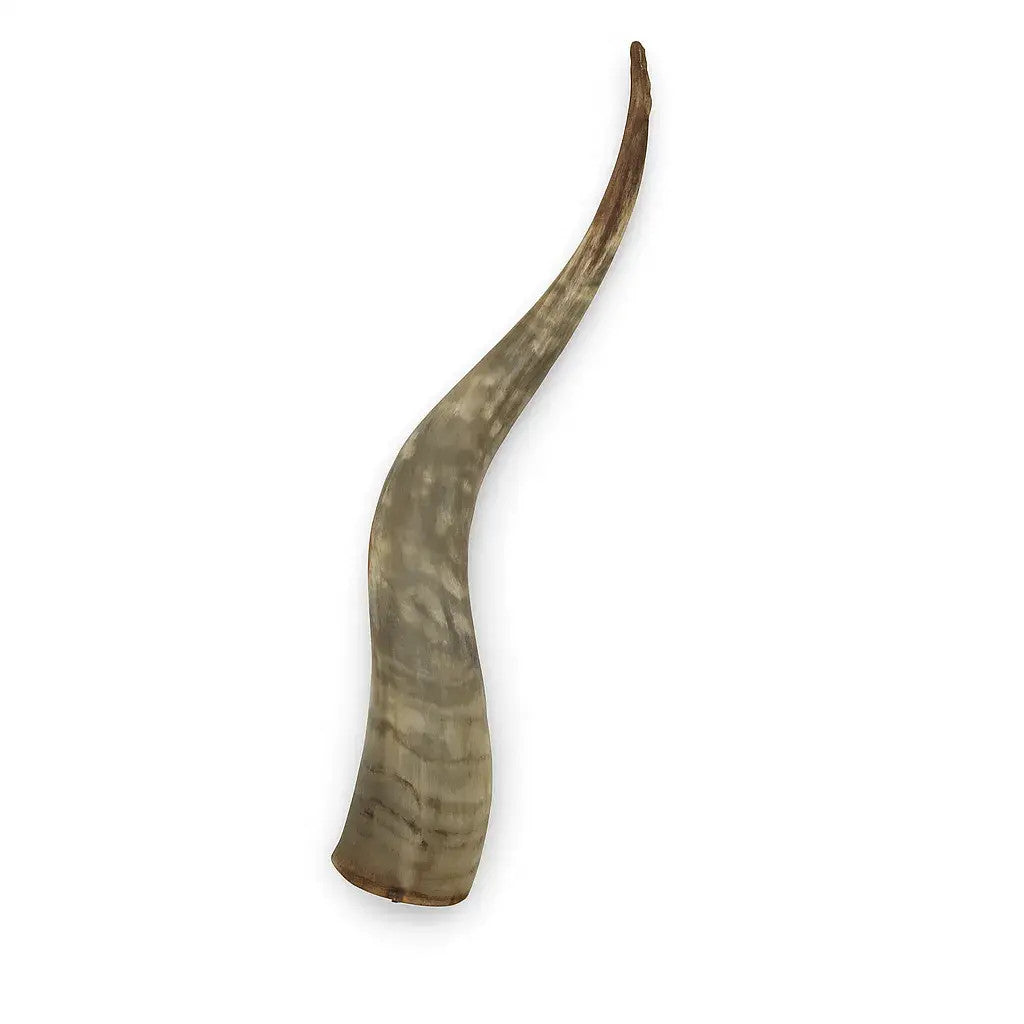 Natural Unpolished Longhorn | Raw Decorative Display Horn – 24" to 30" Inches