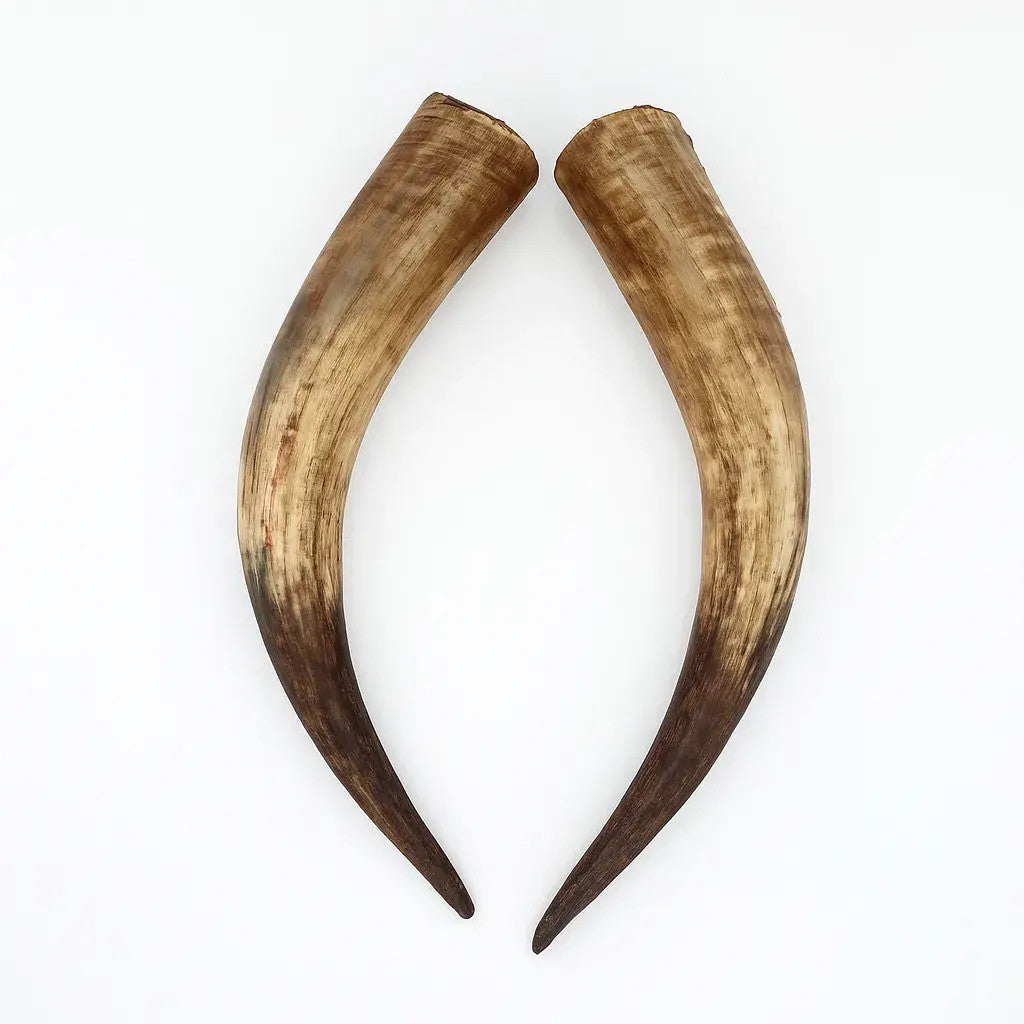 Natural Unpolished Longhorn | Raw Decorative Display Horn – 24" to 30" Inches