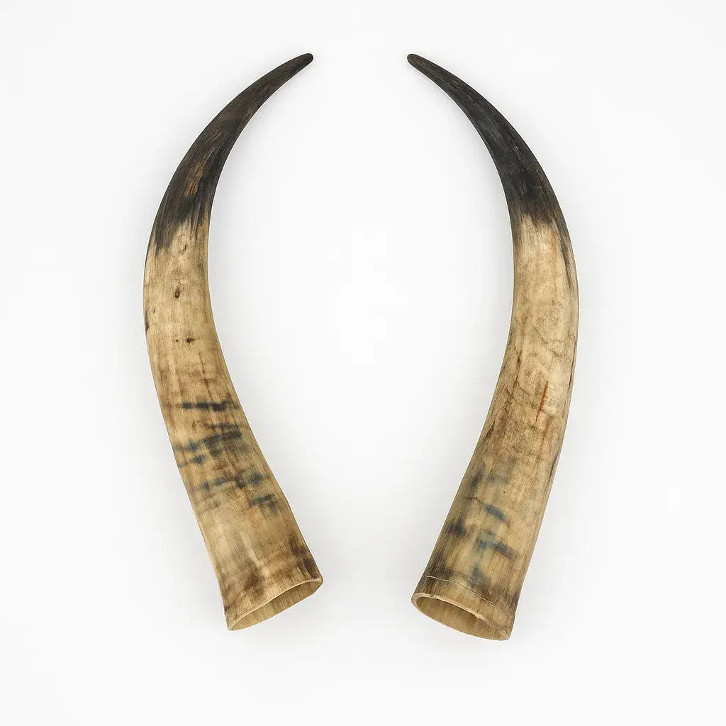Natural Unpolished Longhorn | Raw Decorative Display Horn – 24" to 30" Inches