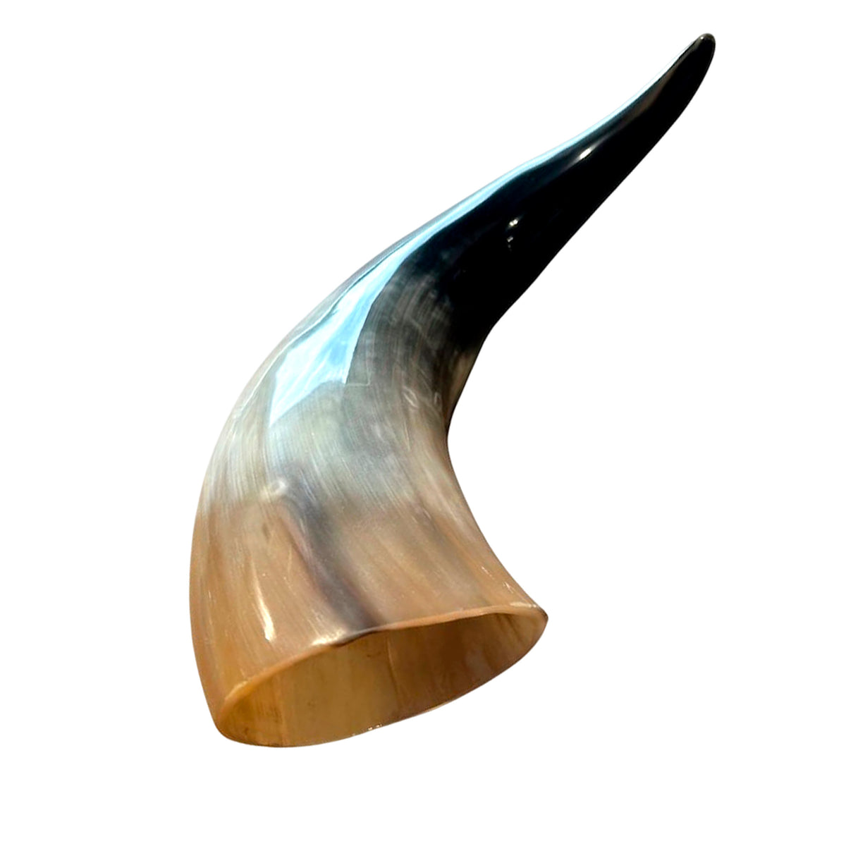 Cow Horn Drinking Vessel | Hand-Polished Natural - 9 to 22 Inches