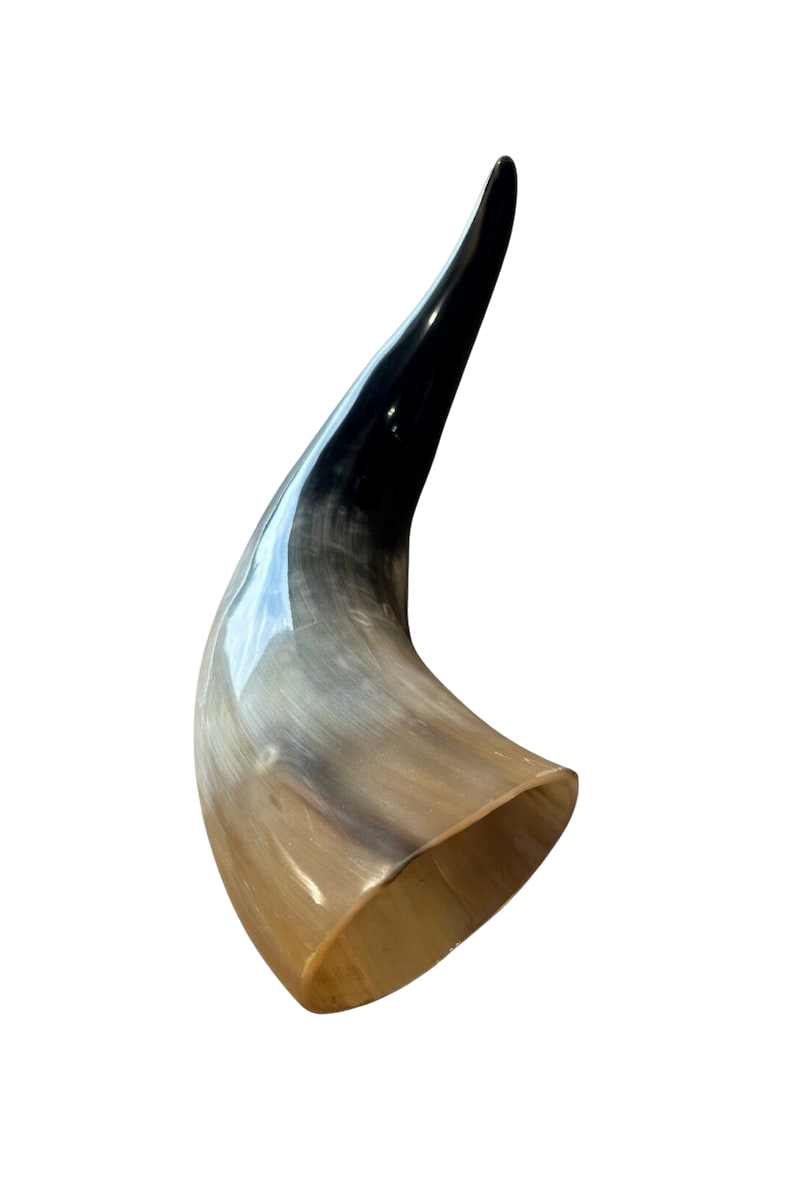 Cow Horn Drinking Vessel | Hand-Polished Natural - 9 to 22 Inches