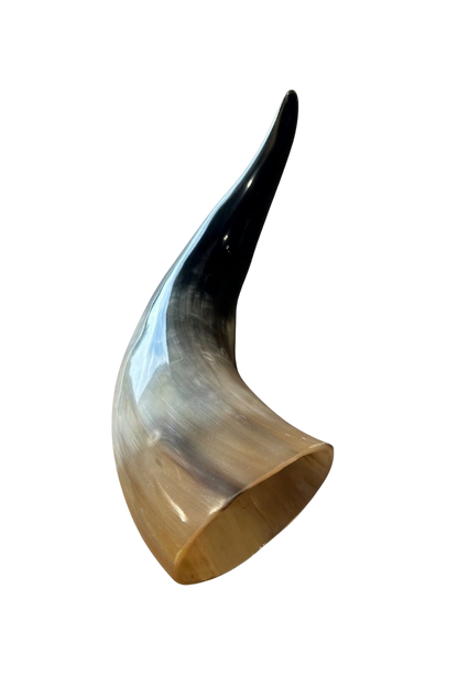 Cow Horn Drinking Vessel | Hand-Polished Natural - 9 to 22 Inches