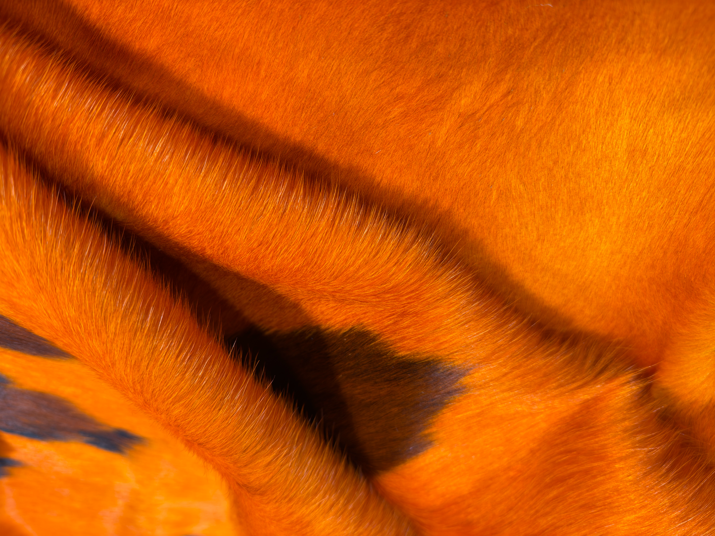 Dyed Cowhide Rug | Orange Hair-On – Large Natural Cut