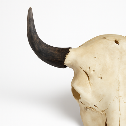 American Bison Skull | Weathered Bone & Dark Horns – 2 ft