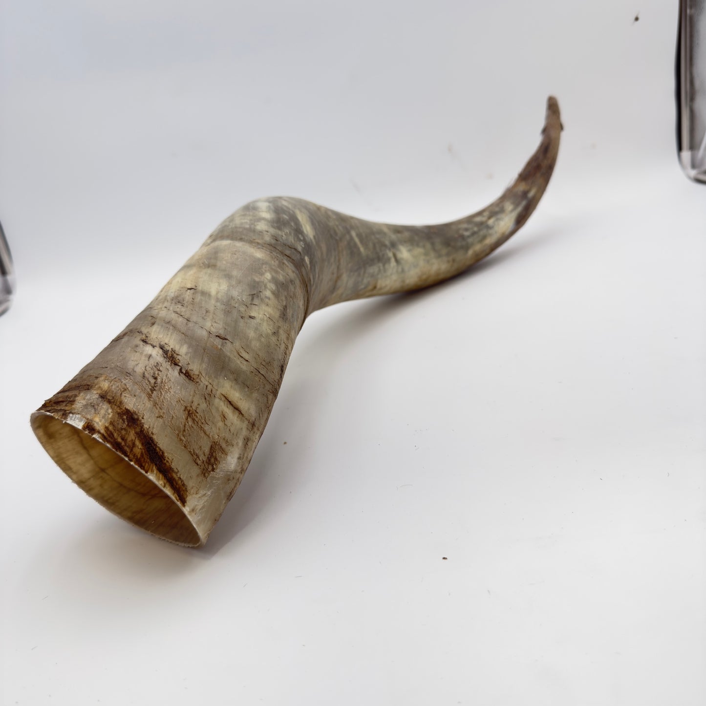 Natural Unpolished Longhorn | Raw Display Horn - 24 to 30 Inches