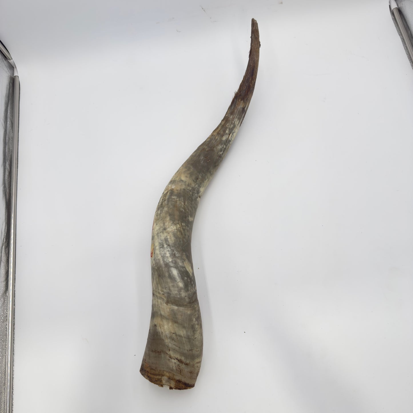 Natural Unpolished Longhorn | Raw Display Horn - 24 to 30 Inches