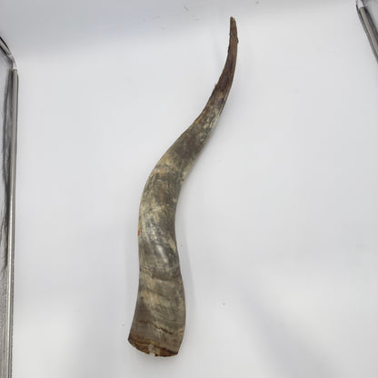 Natural Unpolished Longhorn | Raw Display Horn - 24 to 30 Inches