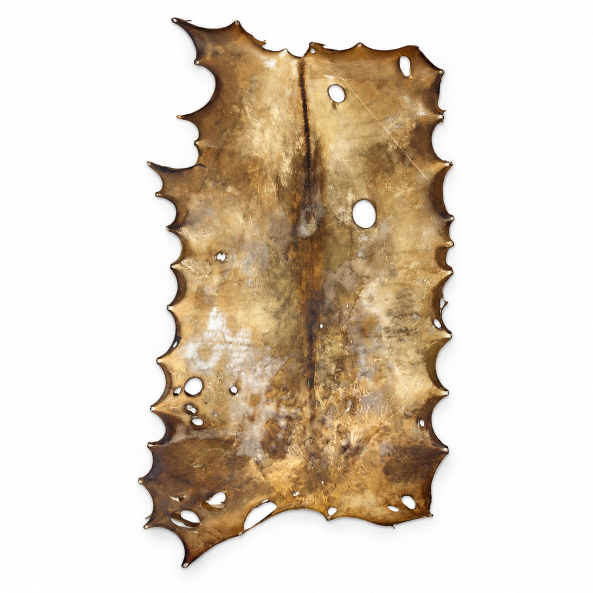 Elk Rawhide | Natural Drum Making Hide – Colombian, Approximately 6 lb — additional view